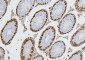Anti-CDK1 Antibody Picoband™ (monoclonal, 2G11)